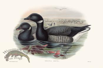 Gould Waterfowl 36